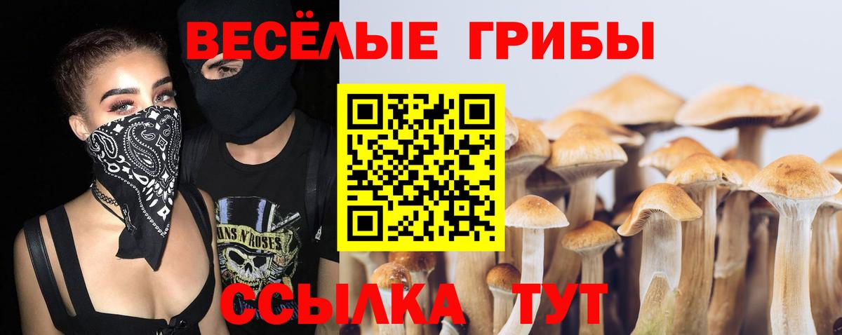 Галлюциногенные грибы Psilocybine cubensis Мончегорск